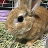 寒くなってきたので、わらの布団を敷きました。