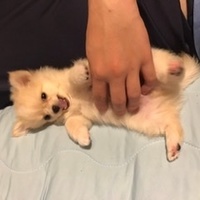 くま