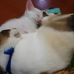 「節子とシロの子猫たち」サムネイル2