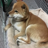 てん