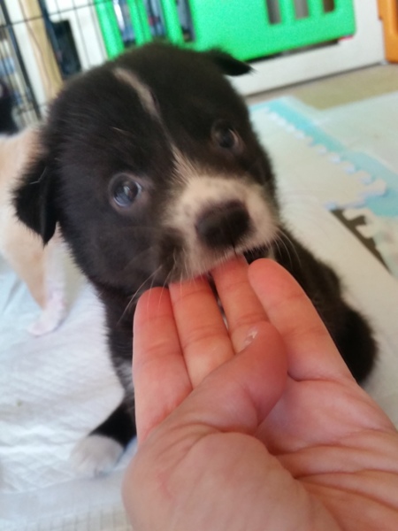 お鼻のそばかすがチャーム 香川県 犬の里親募集 ペットのおうち 月間利用者150万人