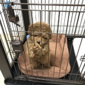 生後3ヶ月 元気で甘えん坊のトイプードル、パンくん