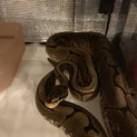 ボールパイソン  スパイダー