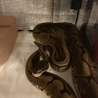 ボールパイソン  スパイダー