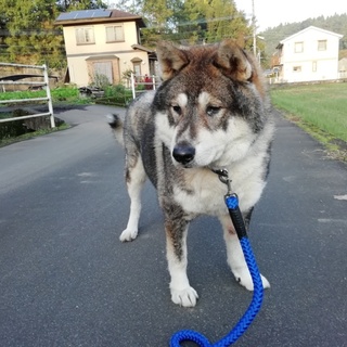 穏やか☆人懐っこい☆高齢者可