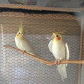 オカメインコ 二羽 里親様と交渉中