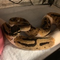 ボールパイソン  パイド