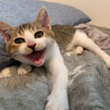 とても甘えん坊な子猫ちゃんの里親募集