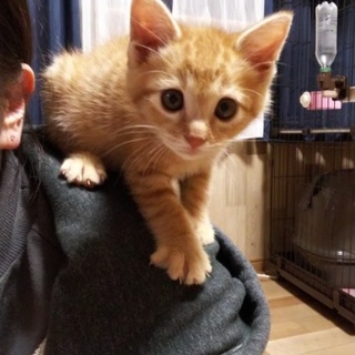 元気いっぱい！茶トラちゃん