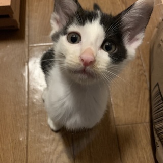 甘えた穏やかな男の子