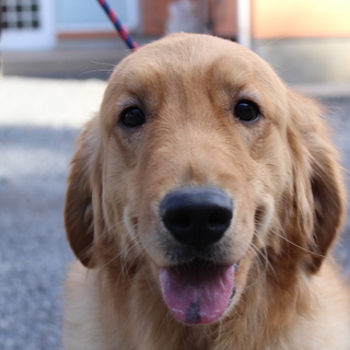 避妊済み2才0か月女の子～繁殖引退犬～