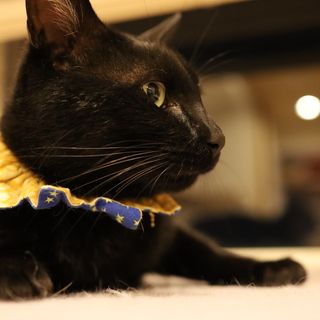 黒猫★ふるふるくん　