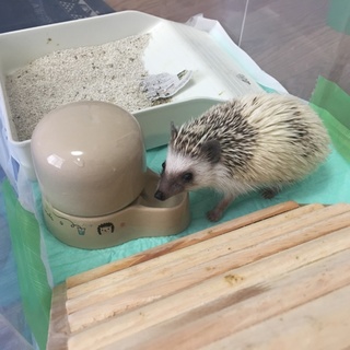 ハリネズミ 生後5ヶ月