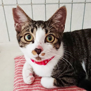 ほんわか優しい甘えん坊のお膝ニャン