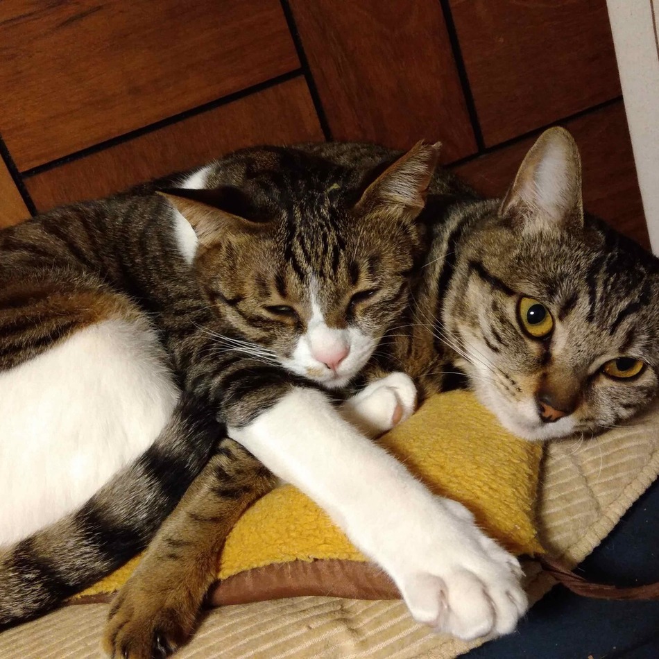 ノンノンのカバー写真