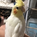 【一時停止中】