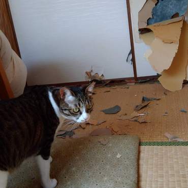 悪い猫！この後、ふすまは桟だけになりました。
