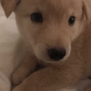 募集一時停止します★キャンディちゃん