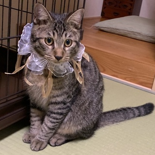 丸顔ぽっちゃり＆抱っこ大好き&先住猫さんと仲良し！