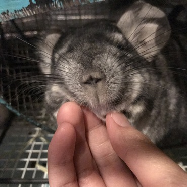 この鼻がなまらなく可愛い
