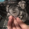 この鼻がなまらなく可愛い