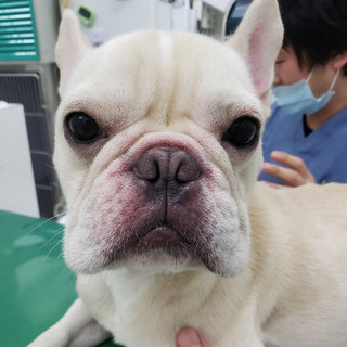 募集多数 おもちくん