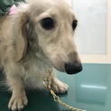 Ｍダックスみうじ君