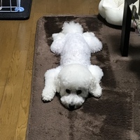 わたあめ