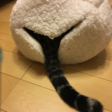 カシャカシャトンネルに突進して入る海ちゃん(^.^)