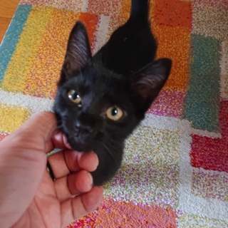 元気ハツラツ兄弟。りっくんとらっくん