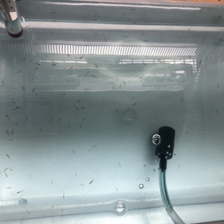 和金の稚魚100匹前後