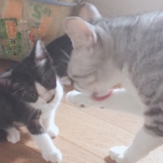 急募！子猫の里親募集！