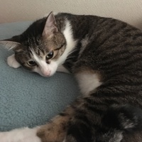 まろ