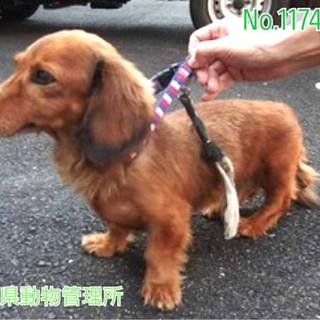 里親さま、決まりました!有り難うございます！