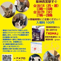  西宮で保護ねこの譲渡会