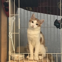 きなこ