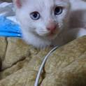 子猫もらってください