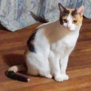 若く 活発でチャーミングな三毛です