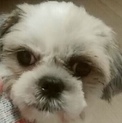 シーズー 女の子 現在 候補者様とお話し中です