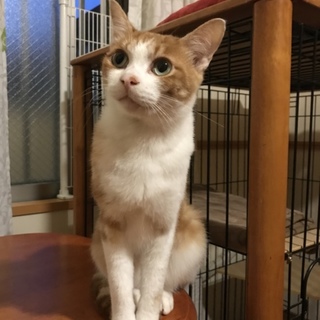 マーブル模様が個性的な美猫なると君♪