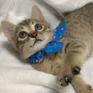 元気いっぱい懐っこいイケメンくん