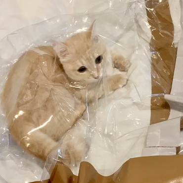 カバー内に入り込んで出られなくなったようだ