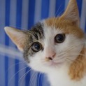 かわいいキジ三毛ちゃん