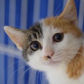 かわいいキジ三毛ちゃん