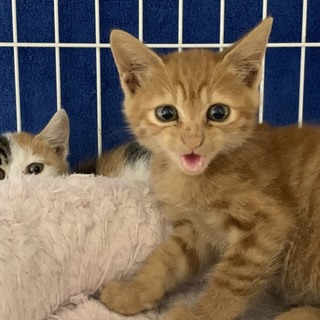 イケメン茶トラの男の子