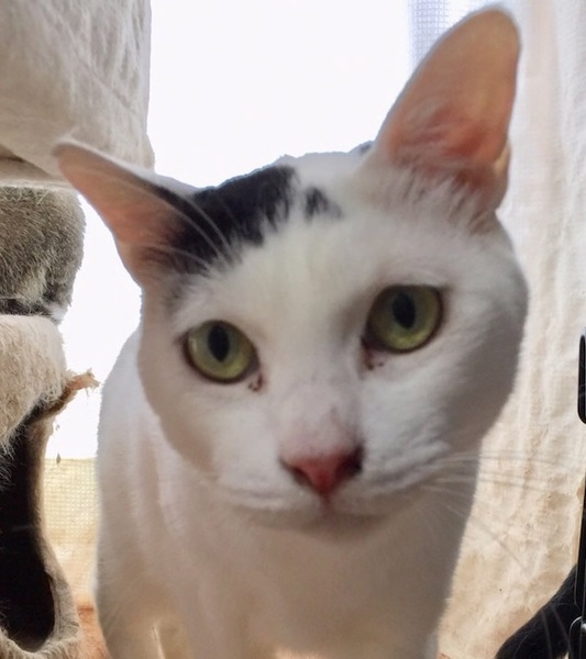 触り心地バツグンの 団 東京都 猫の里親募集 ペットのおうち 月間利用者150万人