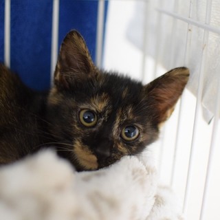 目がくりくりの美猫さん