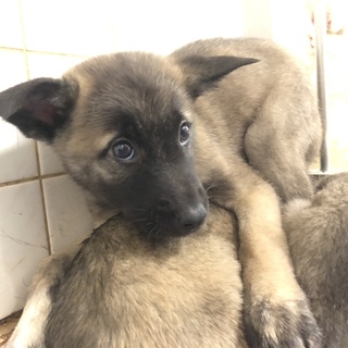 可愛い子犬たちの家族募集してます！男の子