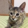 ちゃーたんちゃん サムネイル6