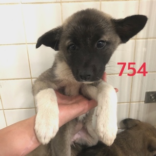 可愛い子犬たちの家族募集してます！女の子